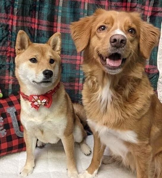 Dog grooming services at Topaws Salon in Cowichan Valley